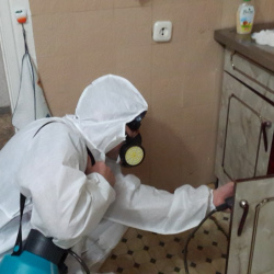 Дезинфекция от муравьев в квартире в Сухиничах